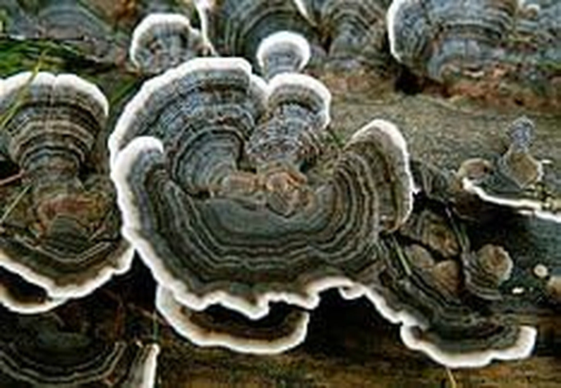 Turkey Tail Mushroom Growing Kit for Terrariums Medicinal Tea Gorws for Years!!