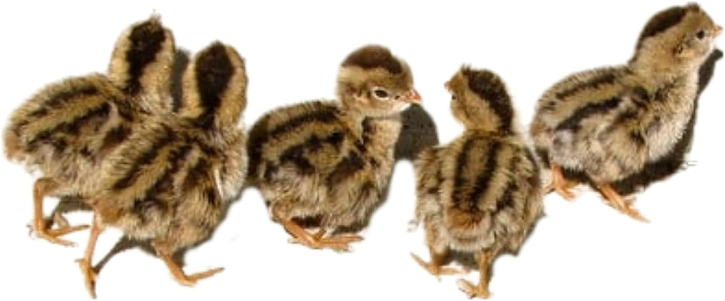 Jumbo Coturnix Quail Hatching Fertile Eggs - 12 Count+