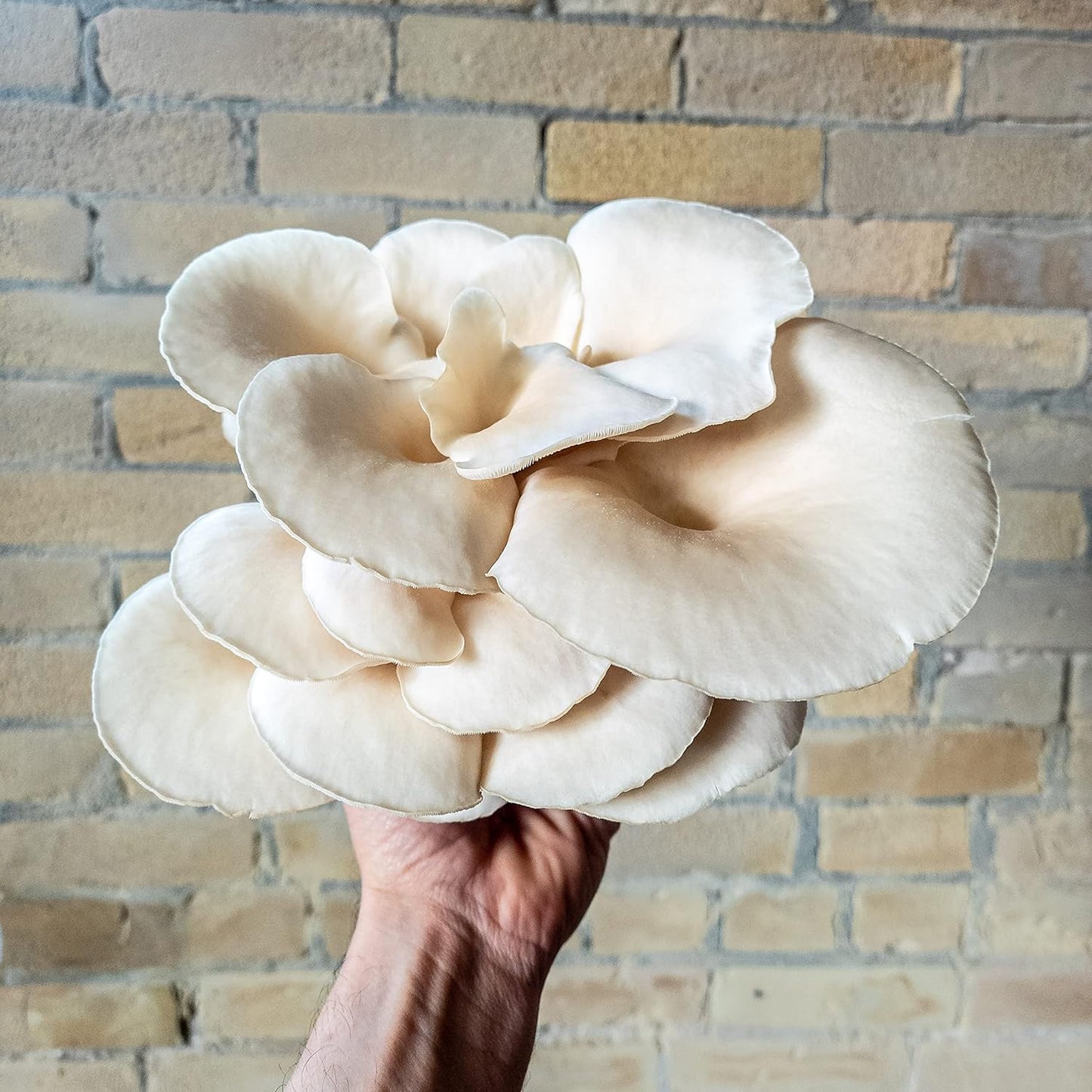 White Oyster Mushroom Grow Kit - Grow Your Own Mushrooms at Home - Indoor Vegeta