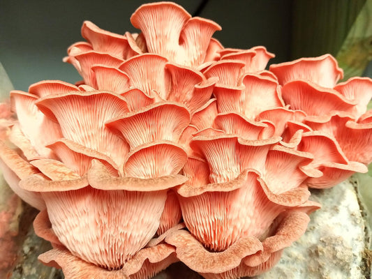 100 Pink Oyster Mushroom Plug Spawn to Grow Gourmet Medicinal Mushrooms at Home