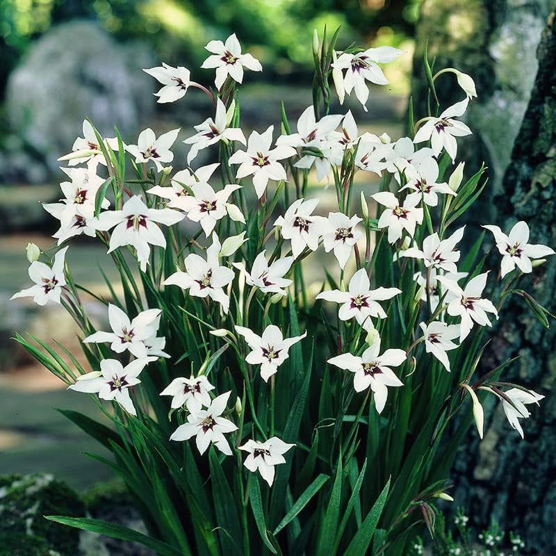 Peacock Orchid or Abyssianian Gladiolus