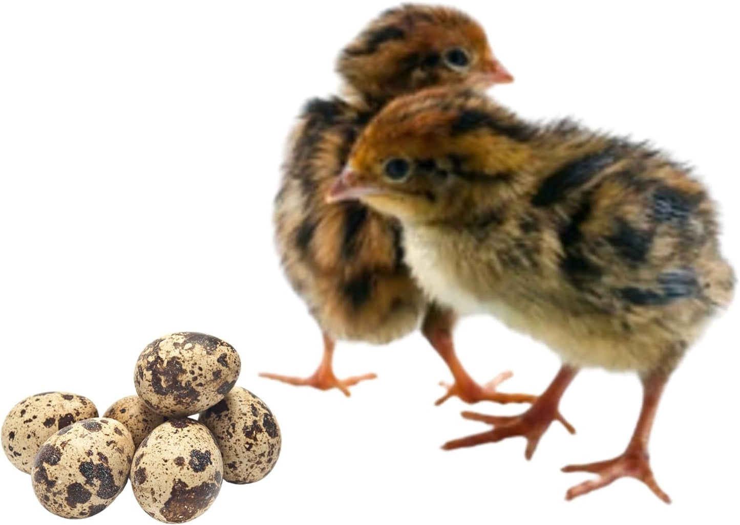 48+ Coturnix Quail Fertile Hatching Eggs