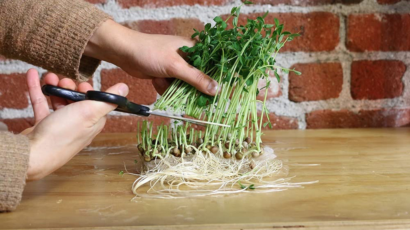 810667030377 Microgreen Bundle Sunflower & Organic Pea Shoot Seeds, Certified Or