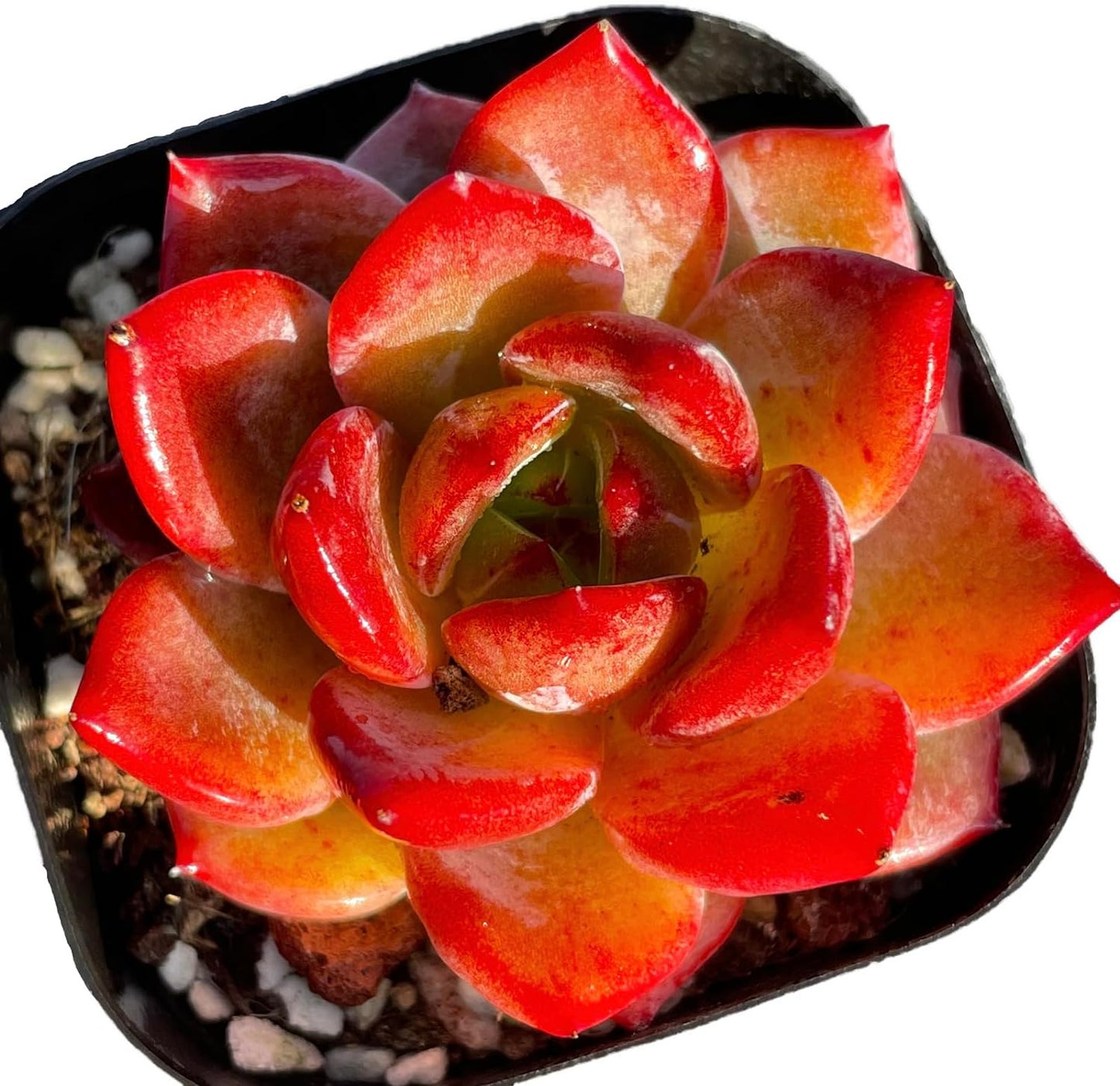 Echeveria Daredevil Rare Live Succulent Plants, Red 1 Head 2.5" Live Plant, Pack