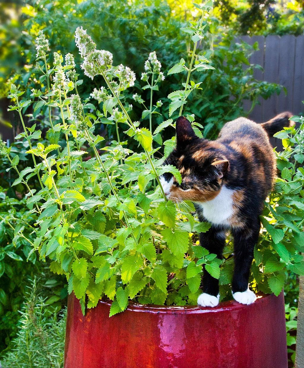 Seeds - Catnip Seeds - Non-Gmo Heirloom Seeds Nepata Cataria Open-Pollinated - w