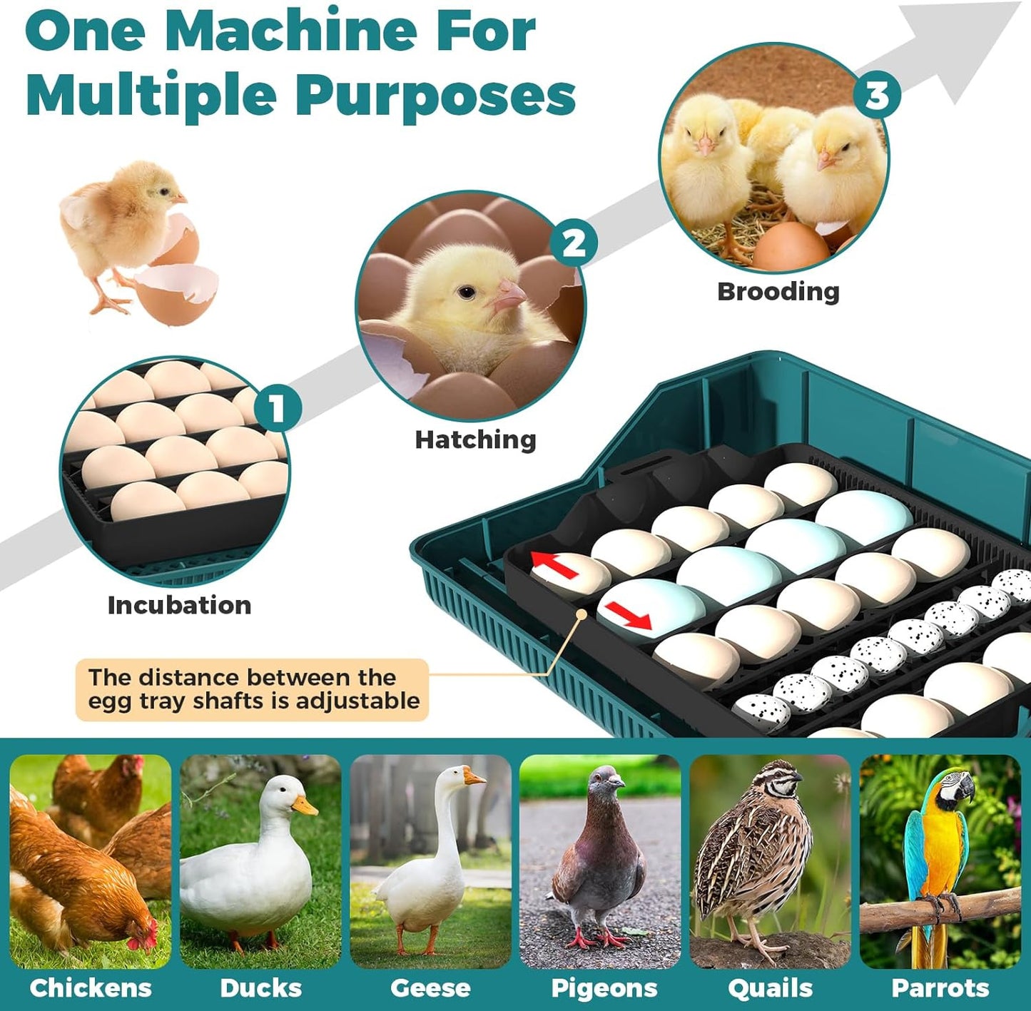 25 Egg Incubator, Incubators for Hatching Eggs with Automatic Egg Turner, Water