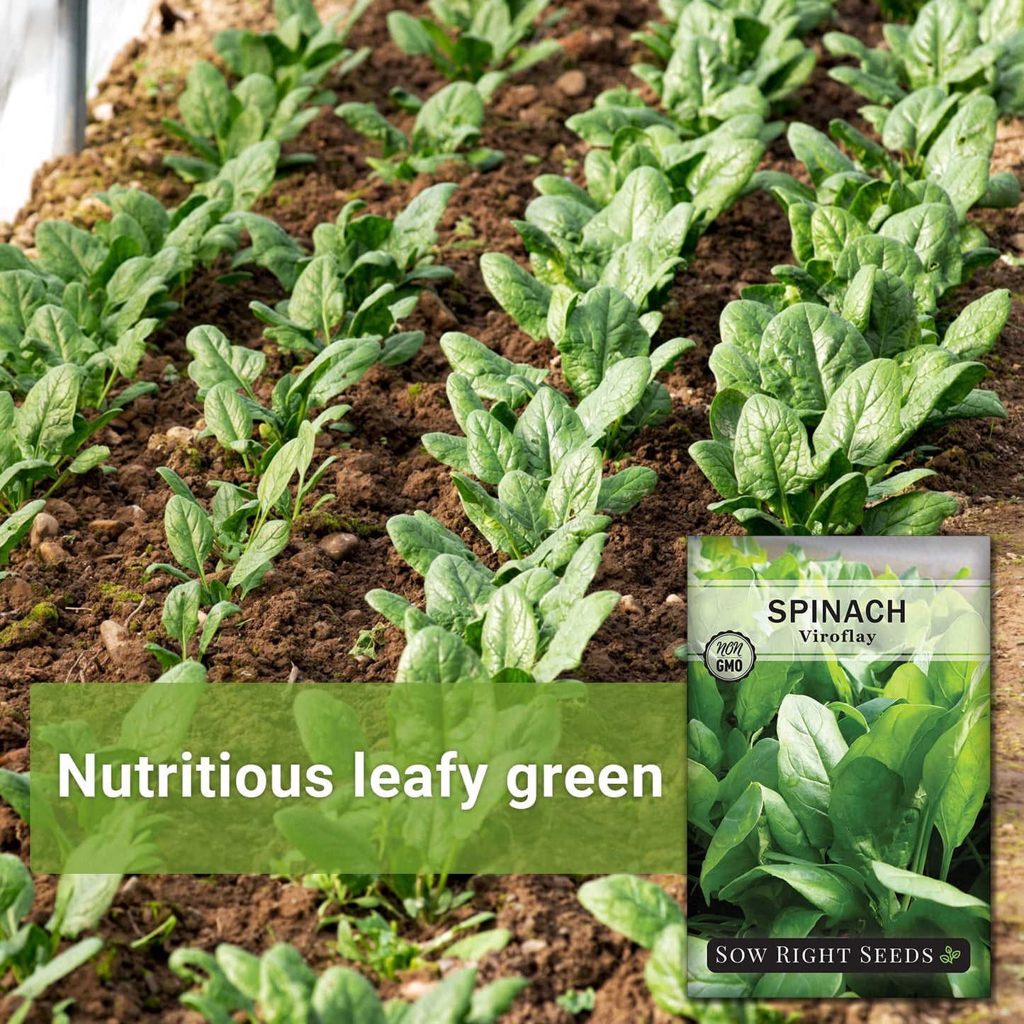 - Viroflay Spinach Seed for Planting - Non-Gmo Heirloom Packet with Instructions