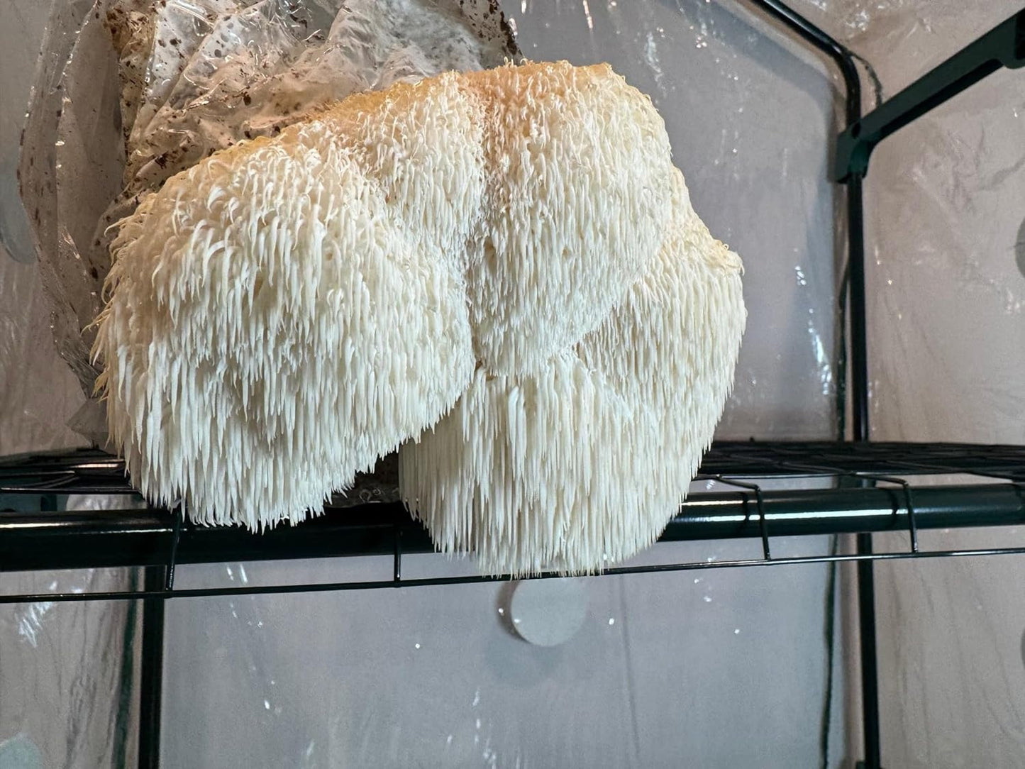 Organic Lion'S Mane Mushroom Grow Kit | Large 5.5LB Fruiting Block | Grow Your O