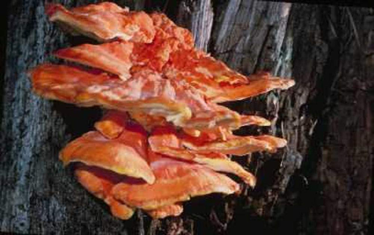 Mushroom Man LLC, 100 Plugs - Chicken of the Woods Mushroom Mycelium Plug Spawn