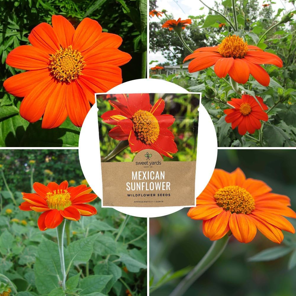 Mexican Sunflower Seeds – Extra Large Packet – over 2,500 Open Pollinated Non-Gm