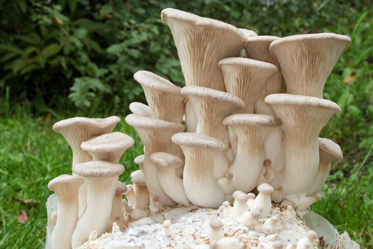 100 King Oyster Mushroom Plug Spawn to Grow Gourmet Medicinal Mushrooms at Home