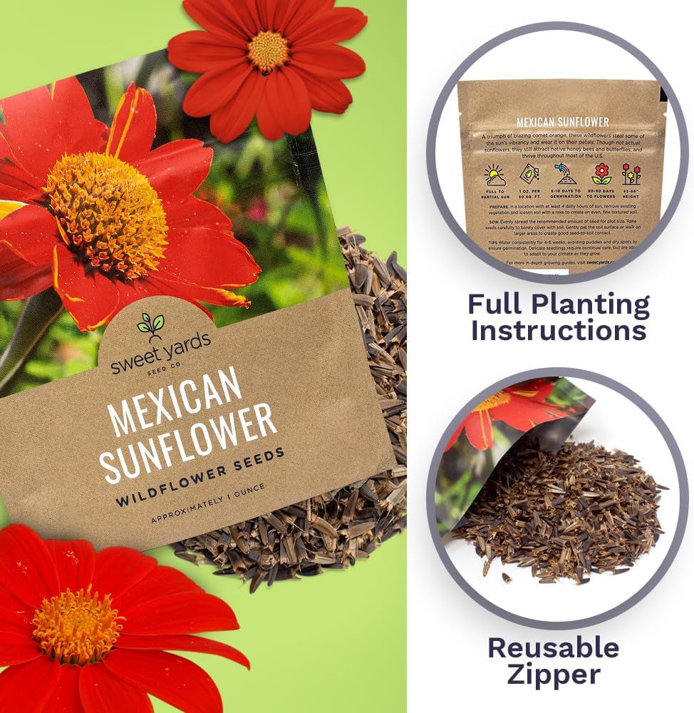 Mexican Sunflower Seeds – Extra Large Packet – over 2,500 Open Pollinated Non-Gm