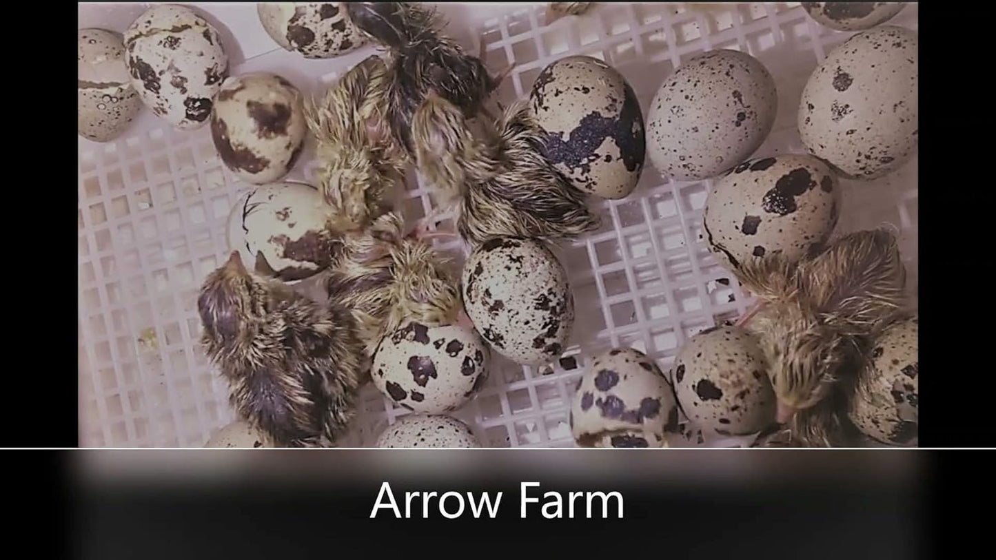 30 Hatching Eggs - Jumbo Brown - Coturnix Quail