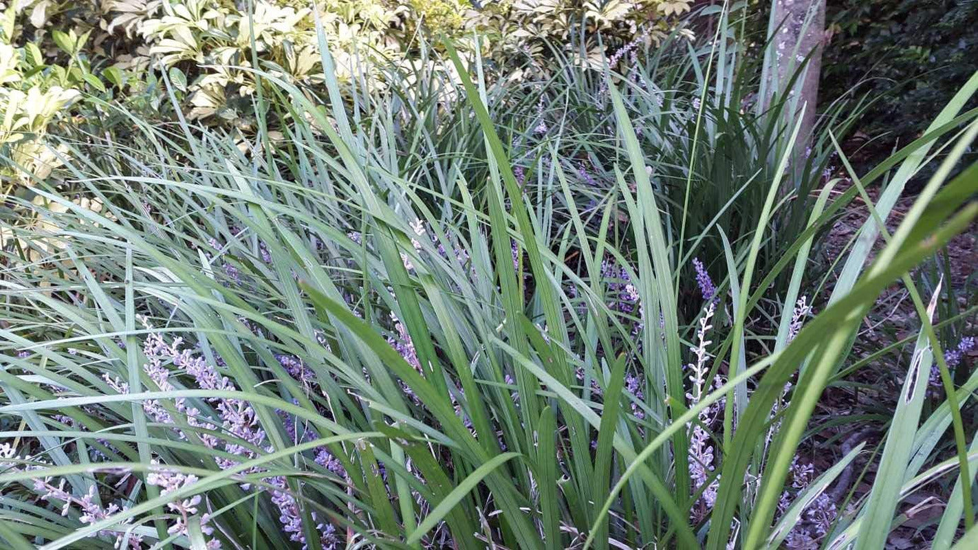 Evergreen Giant Liriope Muscari - 3 Live Plants - Drought Tolerant Low Maintenan