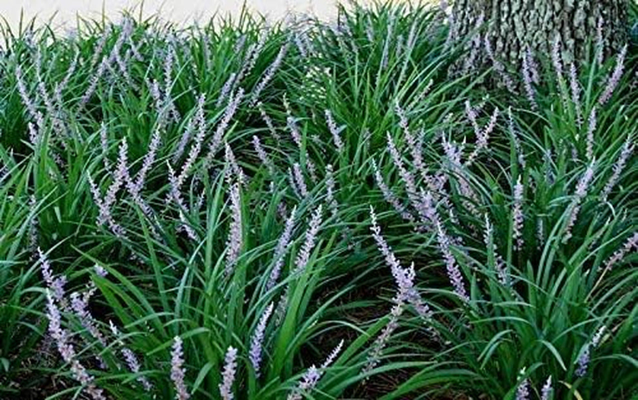 Evergreen Giant Liriope Muscari - 3 Live Plants - Drought Tolerant Low Maintenan