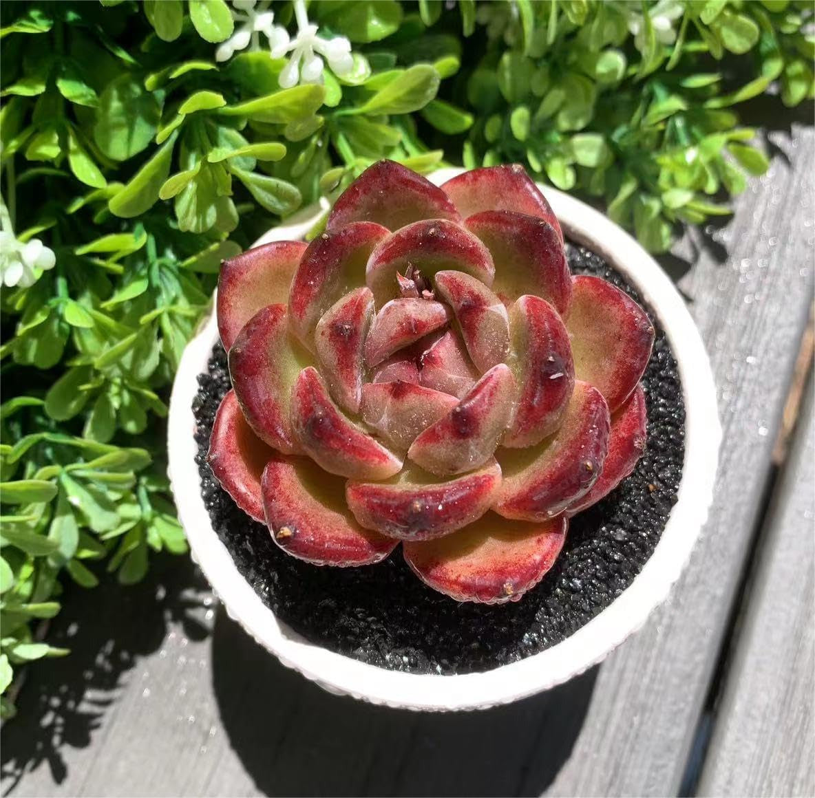 Echeveria Daredevil Rare Live Succulent Plants, Red 1 Head 2.5" Live Plant, Pack