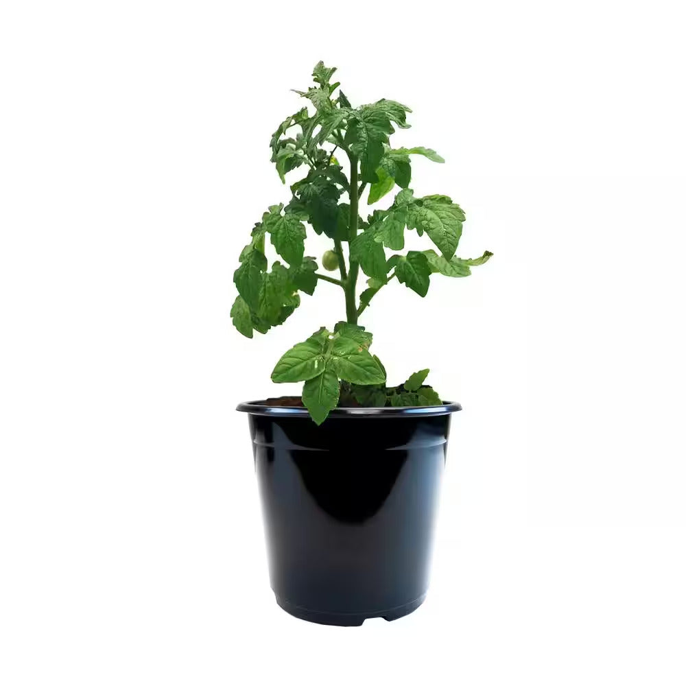 1 Gal. Plastic Nursery Pots (20-Pack)