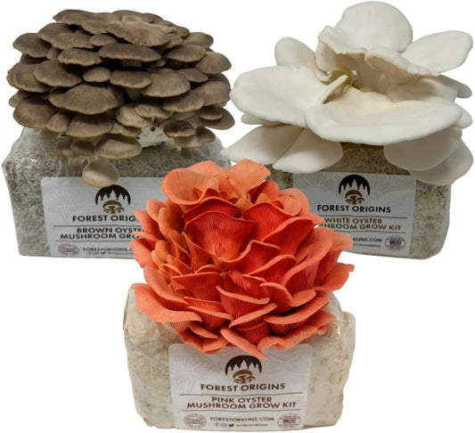 Specialty Trio Oyster Mushroom Grow Kit 3-Pack Variety - Beginner Friendly & Eas