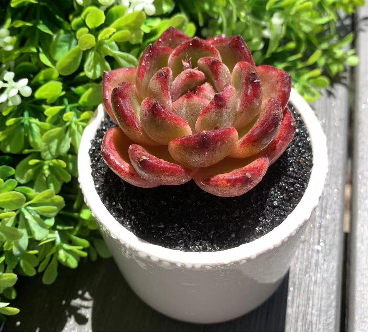 Echeveria Daredevil Rare Live Succulent Plants, Red 1 Head 2.5" Live Plant, Pack