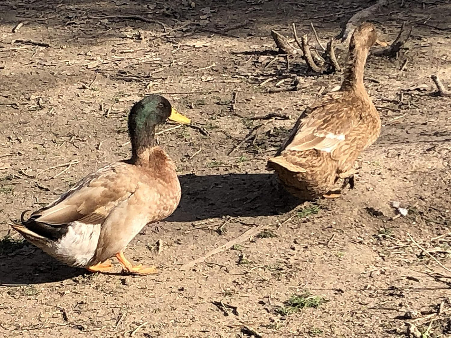 Duck Eggs, Fertile Eggs, 6 Eggs for Hatching