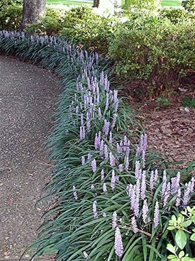 Evergreen Giant Liriope Muscari - 3 Live Plants - Drought Tolerant Low Maintenan