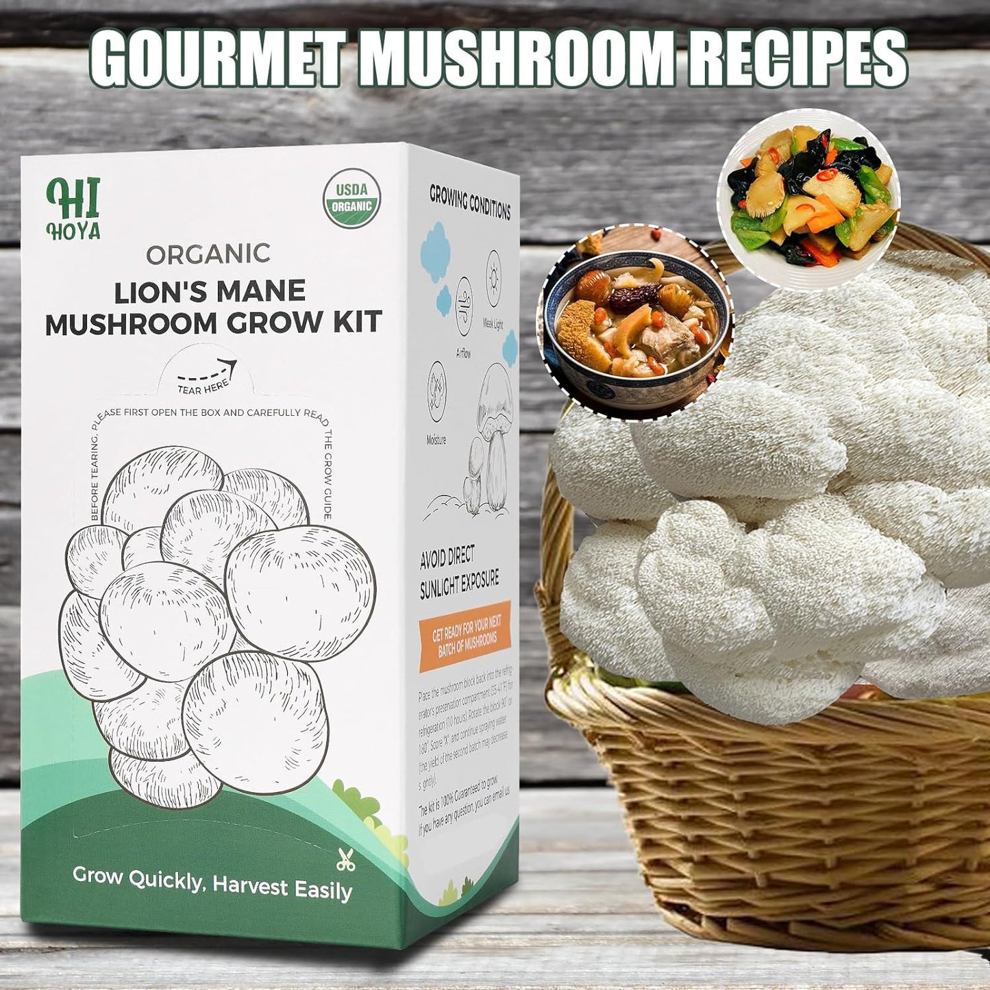 Large Mushroom Growing Kit, Organic Lions Mane Grow Kit, Fresh Gourmet Mushrooms