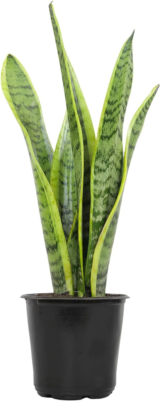 Live Snake Plant, Sansevieria Trifasciata Laurentii, Fully Rooted Indoor House P