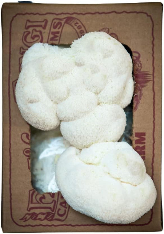 Lion'S Mane Mushroom Mini-Farm Grow Kit, 5Lbs, Non-Gmo, Easy to Use, Grow Your M