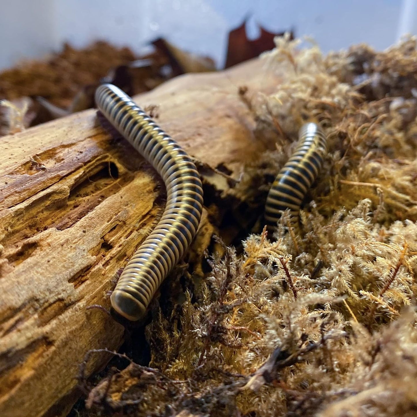 Ivory Millipedes (Two) (Chicobolus Spinigerus) Educational-Fun