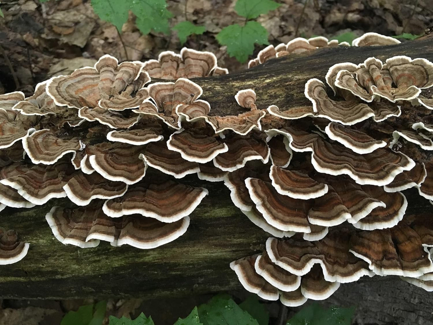 100 Turkey Tail Mushroom Plug Spawn to Grow Gourmet Medicinal Mushrooms at Home