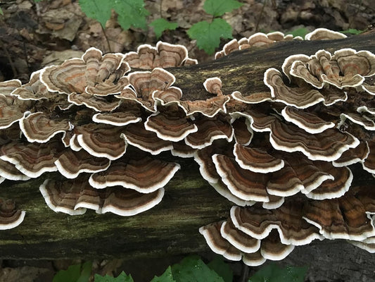 100 Turkey Tail Mushroom Plug Spawn to Grow Gourmet Medicinal Mushrooms at Home