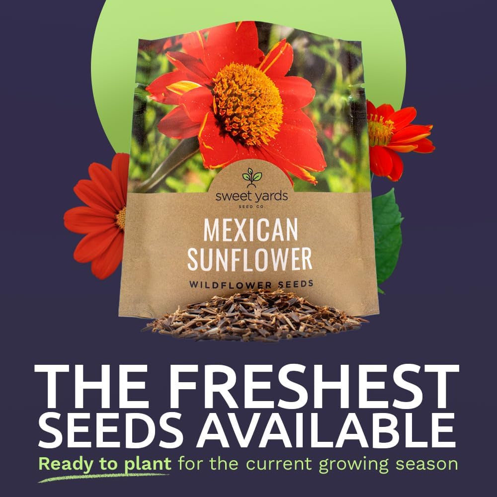 Mexican Sunflower Seeds – Extra Large Packet – over 2,500 Open Pollinated Non-Gm