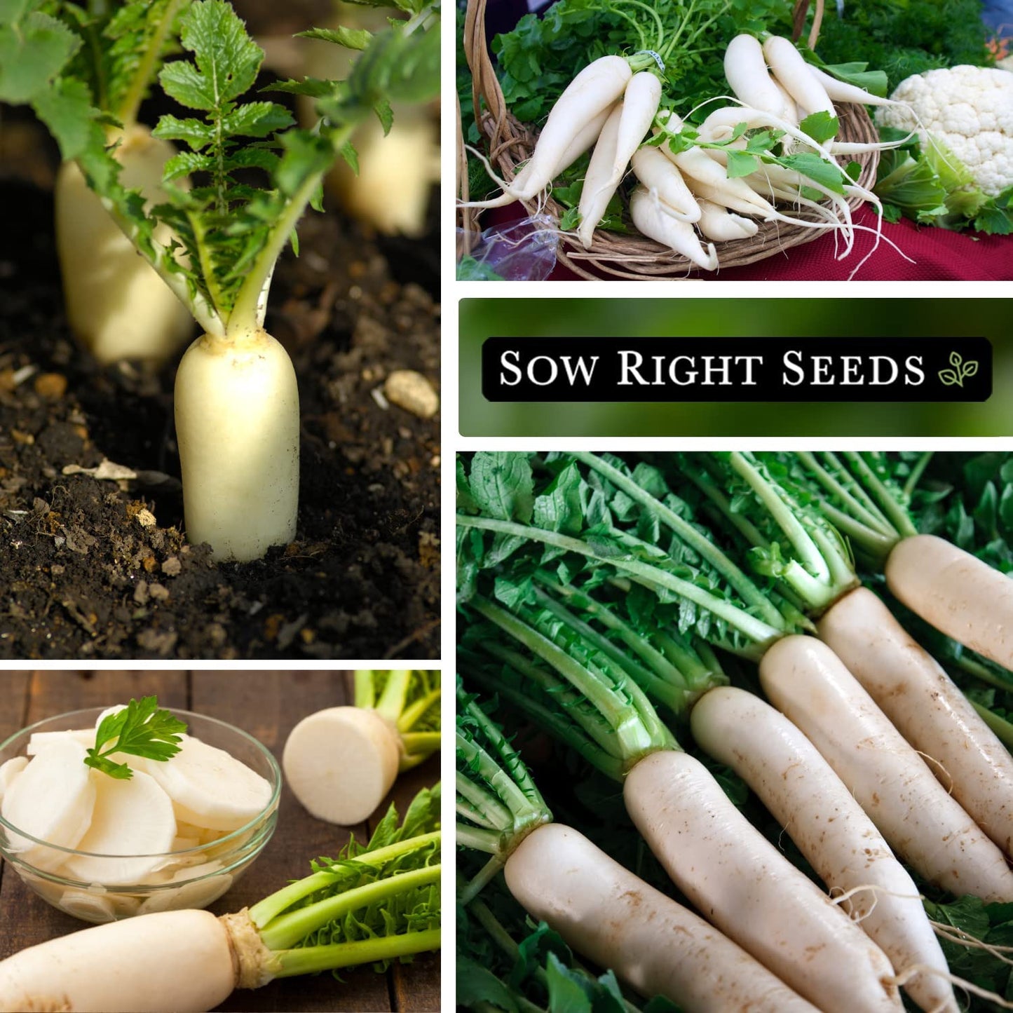 - Japanese Minowase Daikon Radish Seeds for Planting - Non-Gmo Heirloom Packet w