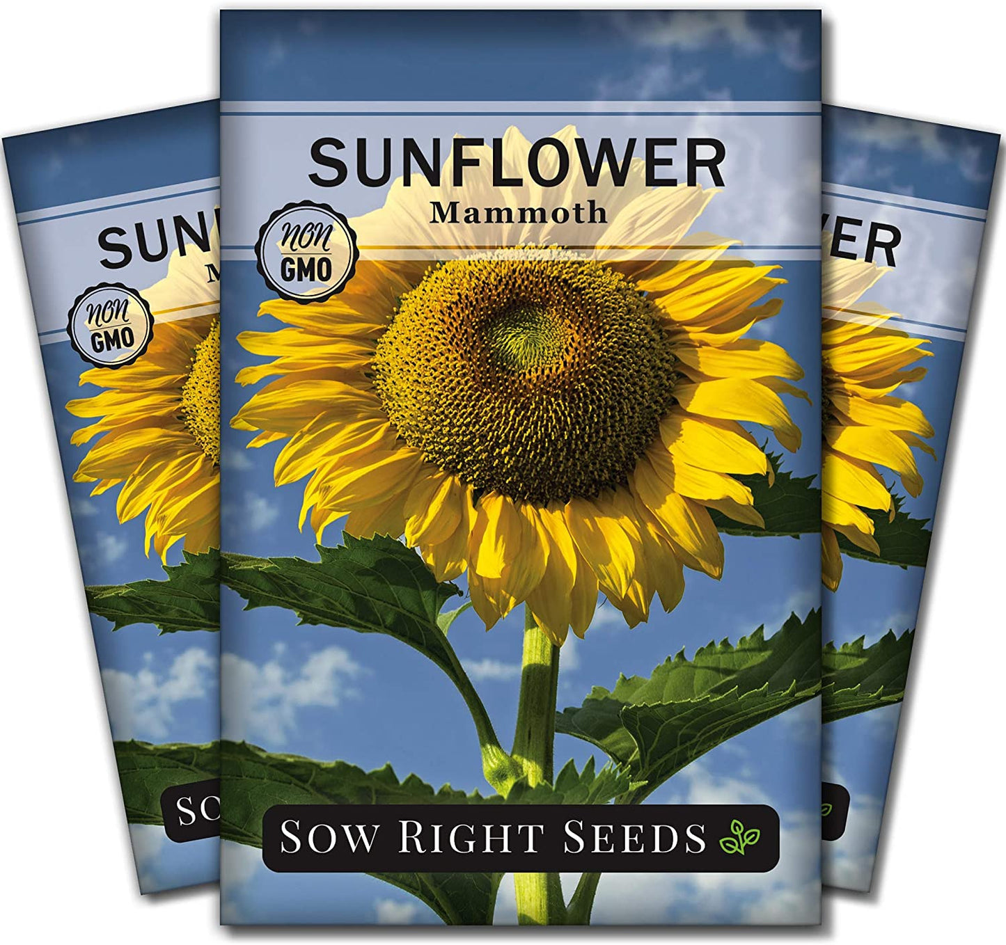 - Mammoth Sunflower Seeds to Plant - Grow Giant Sunflowers in Your Garden - Non-