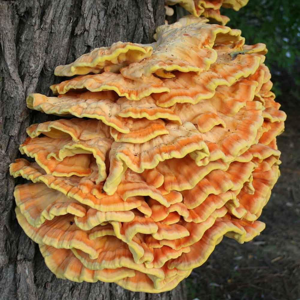 100 Chicken of the Woods Mushroom Plug Spawn to Grow Gourmet Medicinal Mushrooms