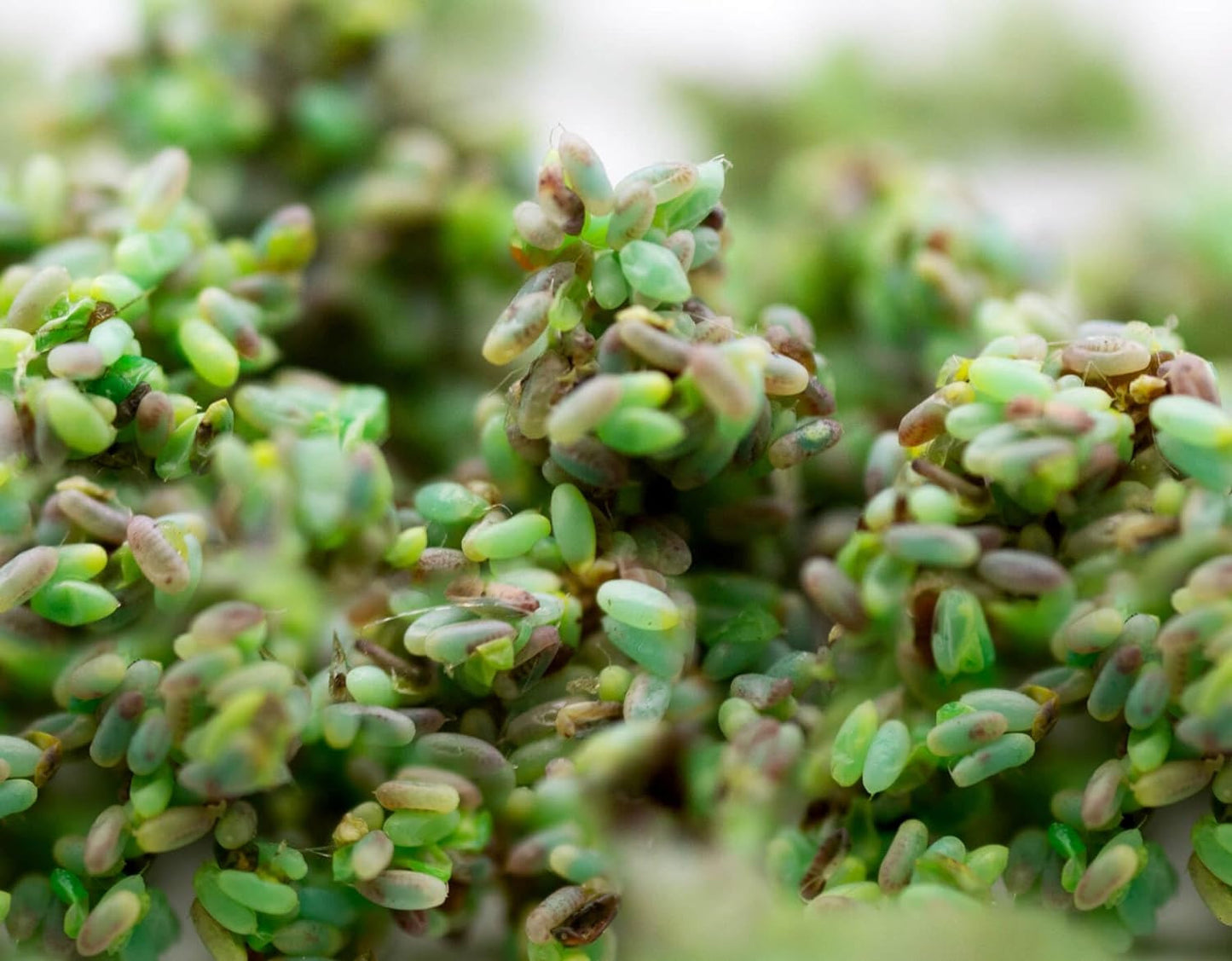 Green Lacewing Eggs - 10,000 Live Eggs Packed in Rice Hulls