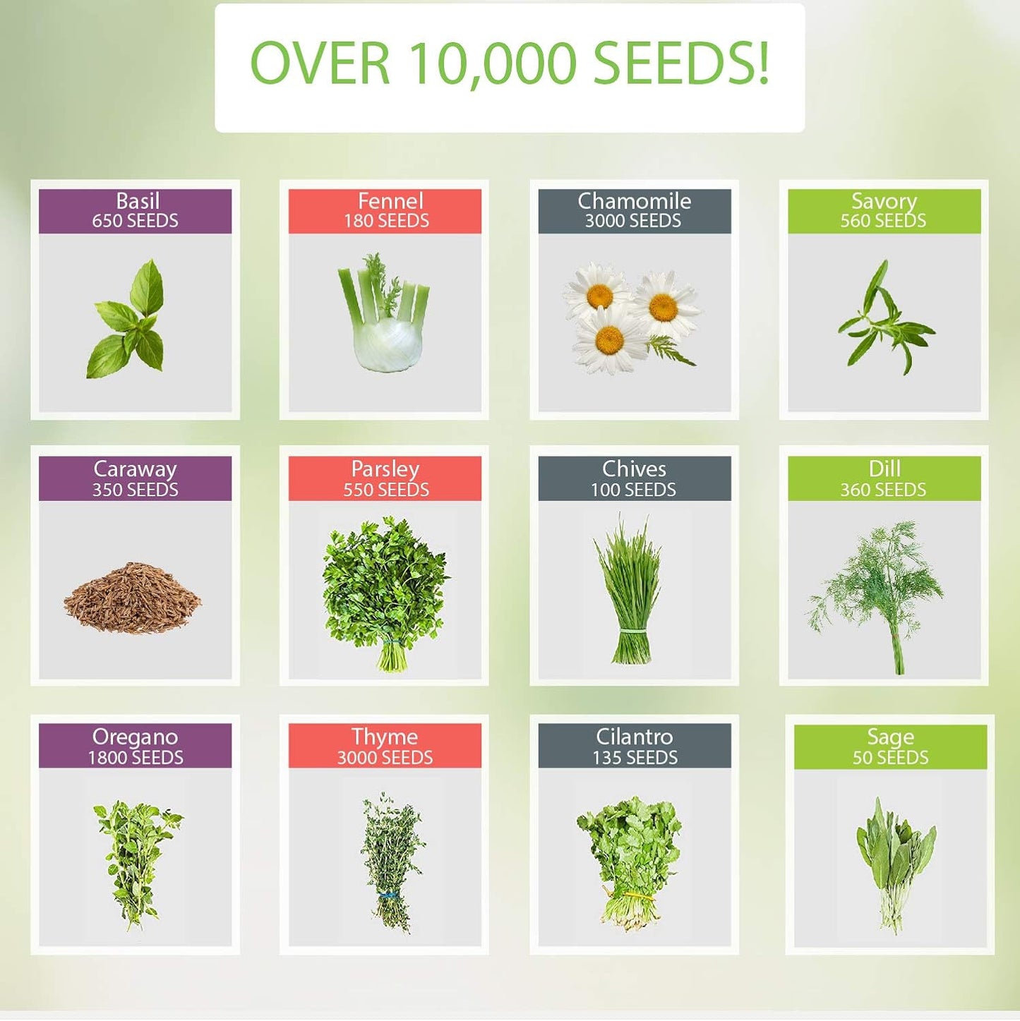 12 Herb Seeds Variety Pack, 6000+ Heirloom Seeds for Planting Hydroponic Indoor