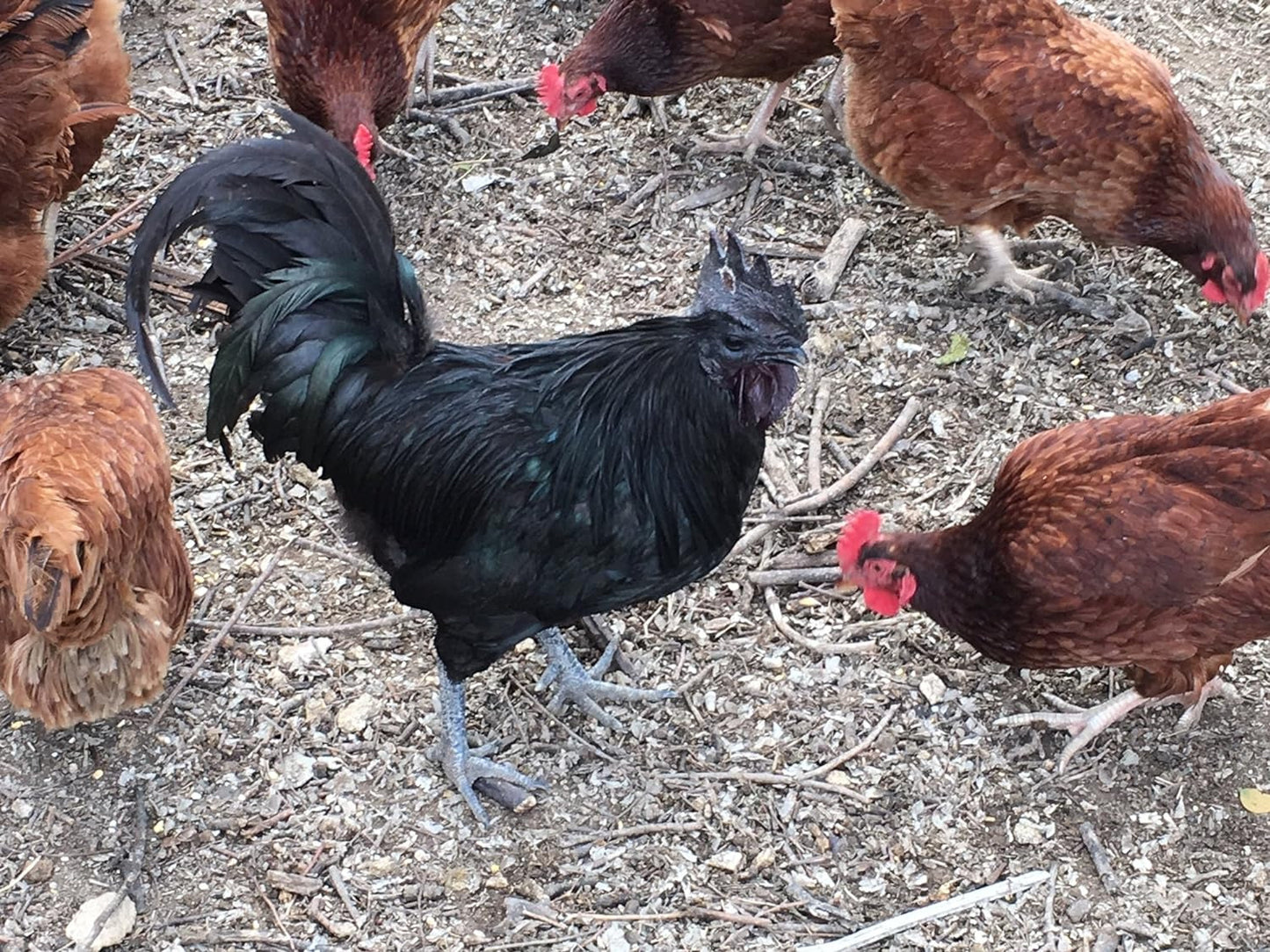 Chicken Hatching Eggs Raised on Organic (12 Eggs)