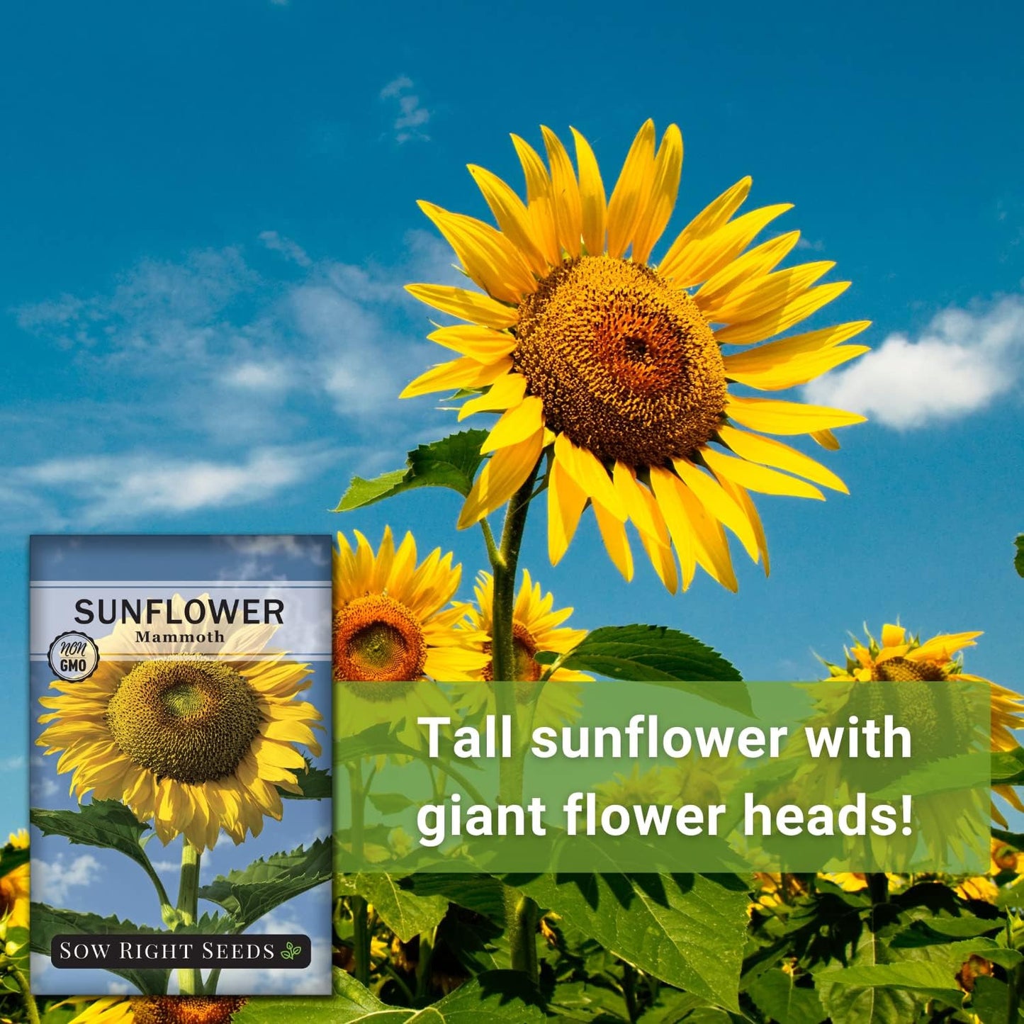 - Mammoth Sunflower Seeds to Plant - Grow Giant Sunflowers in Your Garden - Non-