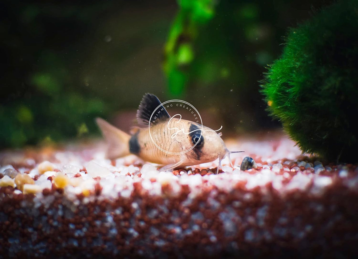 5 Panda Corydoras, Panda Corycats, Freshwater Aquarium Catfish, Live Aquarantee