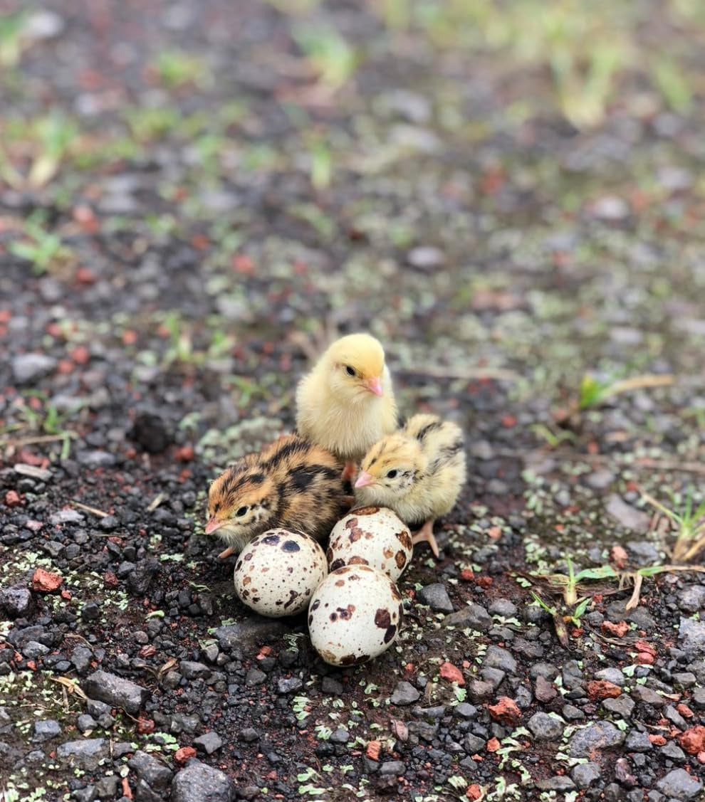 Coturnix Quail Fertile Hatching Eggs - 12Ct + Extras