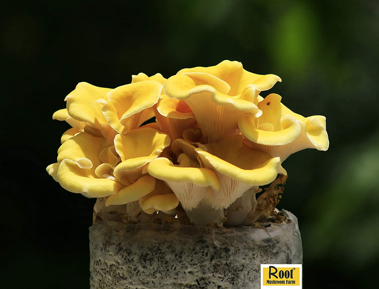 —Golden Oyster Mushroom Grow Kit