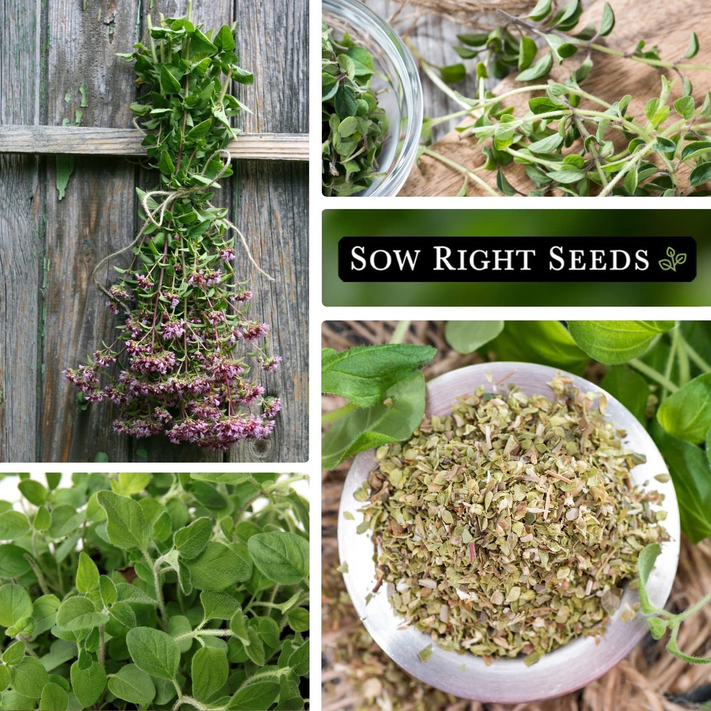 - Oregano Seed for Planting - Non-Gmo Heirloom- Instructions to Plant and Grow a