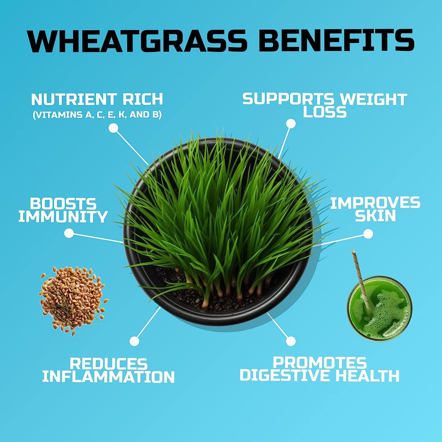 Wheatgrass Seeds | Non GMO | Grown in USA Wheat Grass Seeds | from Our Farm to Y