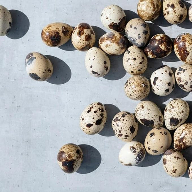 48+ Coturnix Quail Fertile Hatching Eggs