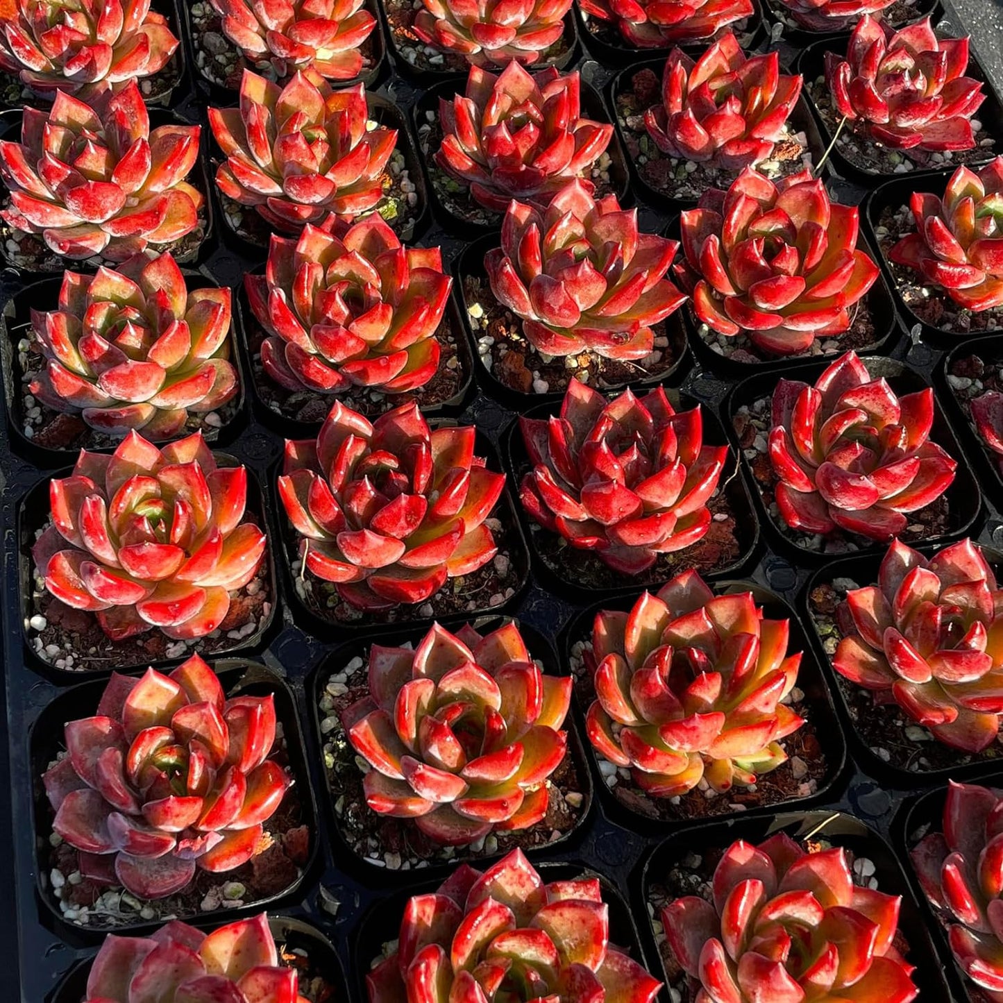 Echeveria Daredevil Rare Live Succulent Plants, Red 1 Head 2.5" Live Plant, Pack