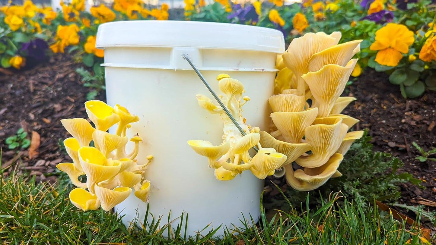 OG | Oyster Mushroom Grow Kit | Yellow Oyster Mushroom |Reusable | Easy to Use|