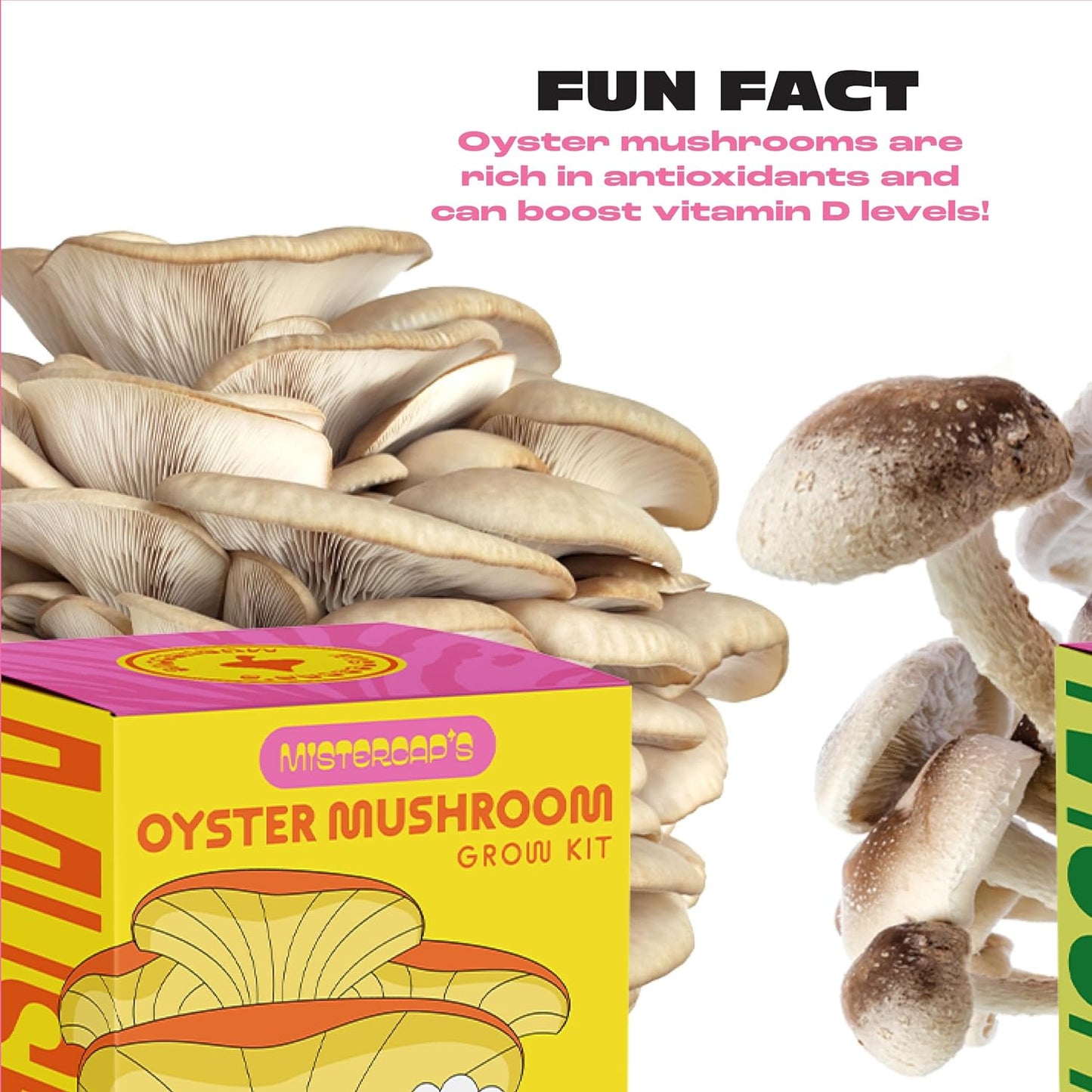 Grow Kits by Wiz Khalifa: Oyster Mushroom Grow Kit, Mushrooms to Elevate Your He