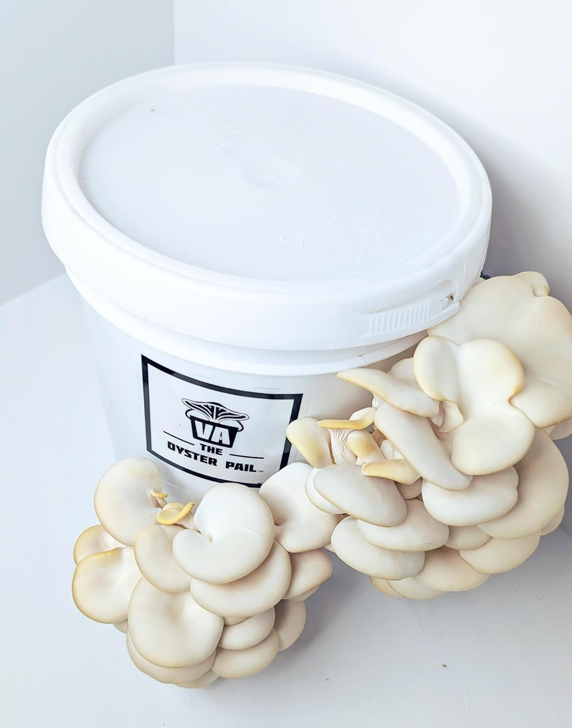 OG | Oyster Mushroom Grow Kit | Summer White Oyster Mushroom |Reusable | Easy to