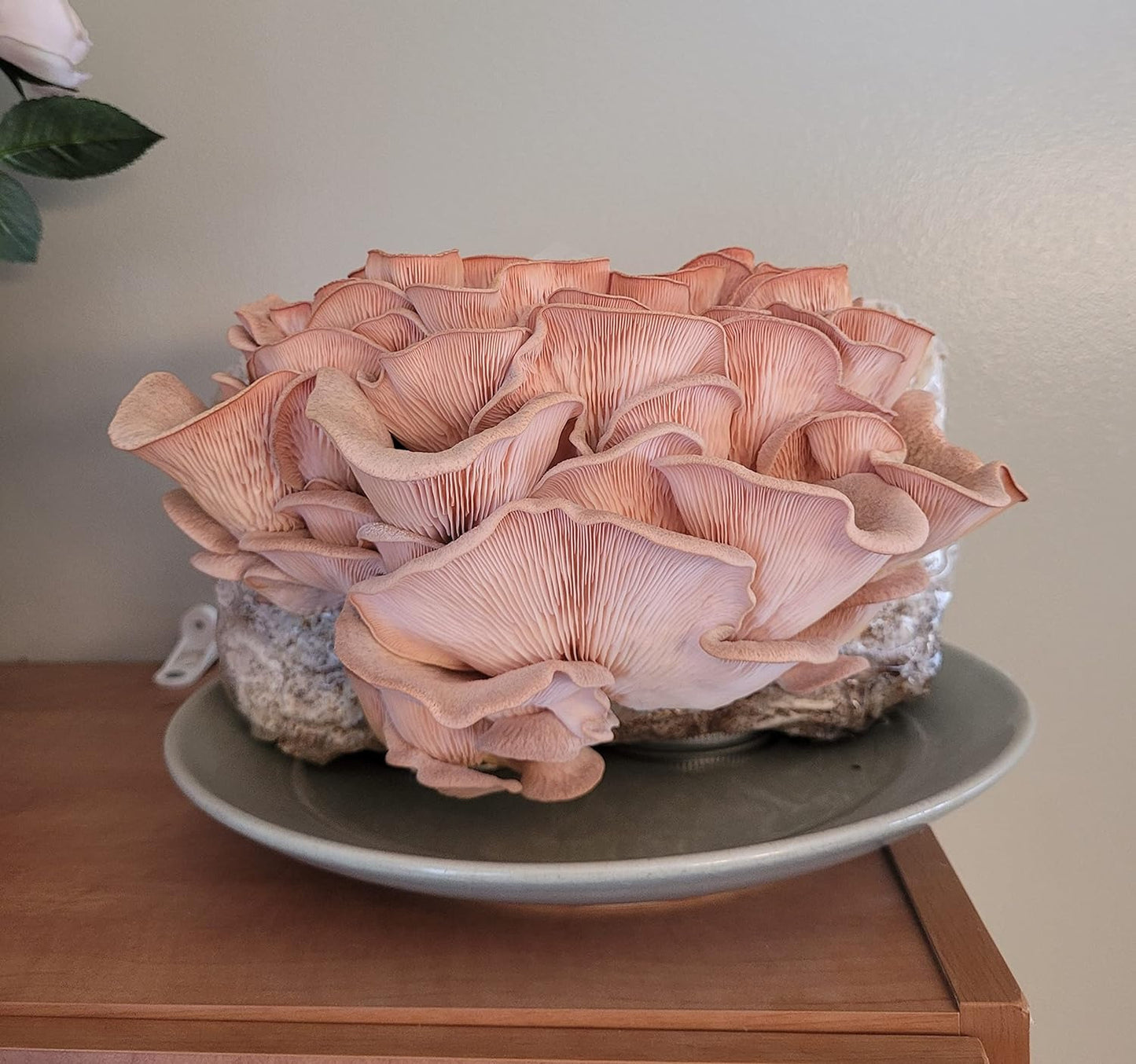 Mushroom Man LLC, Giant Pink Oyster Mushroom Kit